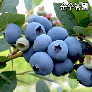 블루베리나무 묘목, 스위트하트 포트 1개/유실수/과실수