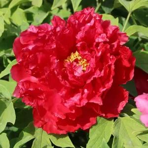 목단 (욱항) 겹꽃목단 나무 묘목 개화주 1지 봄꽃 정원 조경나무 (목하원예조경)