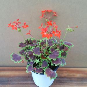 [소나무길] 해충퇴치식물  단풍 제라늄 벤쿠버 제라늄 2040