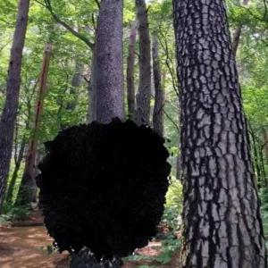 ksr 소나무숯가루 500g (WFJI2BG)