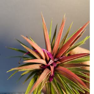 틸란드시아 (이오난사대품) 제법큰아이에요