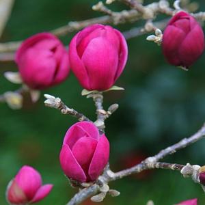 왜성 목련나무 마이티마우스 분묘 묘목 적목련 자주색꽃