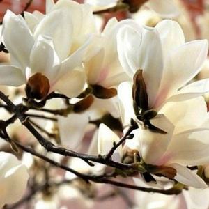 목련 나무 향기목련 분묘 묘목 흰색꽃 신품종