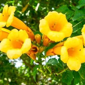 능소화 플라바 19cm화분 여름꽃 덩굴식물 덩굴꽃 꽃화분 능소화묘목