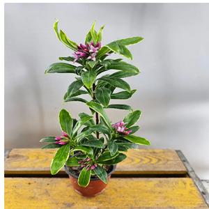 천리향(한목대) 아무지게 생긴 아이에