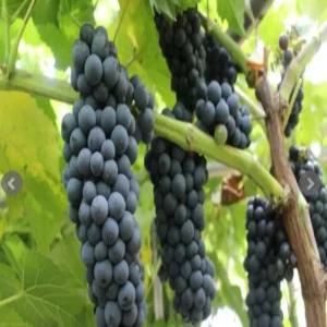 독일왕머루(삽묘목2년생)_머루/포도/머루나무/정원수(YI)