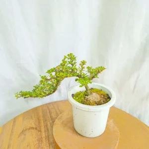 홍자단 나무 현애형 묘목 분재 식물 인테리어 화분