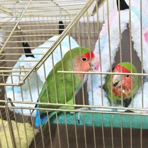 [골드스마일]앵무새침대 하트둥지 앵무새 포치 소 앵무새둥지