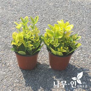 [나무인]황금사철나무  5포트