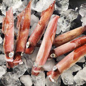 [춘백이네] 국내산 초코한치 1kg내외 (7-8미)