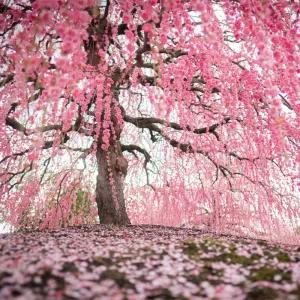 [충북농원] 수양황금매화 매화나무 묘목 - R2~R3 분묘 (용달비별도)