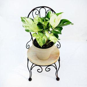 에덴플랜트 오레우스 스킨답서스 지름10cm포트 실내화초 만줄라 음지 덩굴 넝쿨 그림처럼예쁜