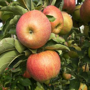 우수한 다양한 사과나무묘목 접목묘(부사 홍로 시나노골드 루비에스)