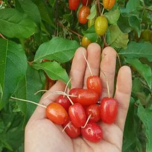 왕보리수나무 묘목 왕보리수 삽목3년생 노지월동 정원용 유실수 열매나무 (목하원예조경)