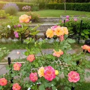 사계덩굴장미 (사하라) 개화주 나무 망포트 장미 묘목 노지월동 (목하원예조경)