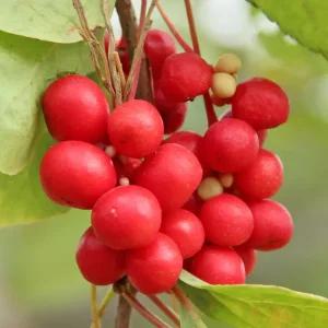 [충북농원] 오미자나무 묘목 - 실생묘