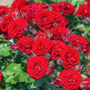 장미묘목 미니장미 빨강 19cm