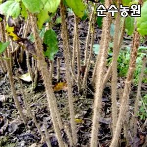 가시오갈피나무 묘목 실생2년 포트5개/가시오가피/특용수/약용수