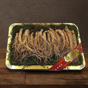 갤러리아 [풍기인삼] 5년근 수삼 1채 750g (20-25뿌리/등바구니)