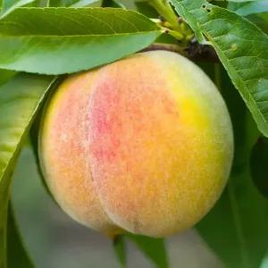 [충북농원] 수황 조생종 황도 복숭아나무 묘목 - 1년생/접목묘