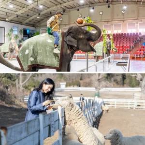 [제주] 점보빌리지+양떼목장 입장권 / 실내관광지 미디어아트 제주동물원