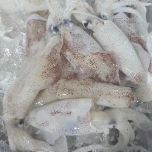 여수 생물 한치 1kg 20-40미