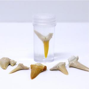 상어 이빨 관찰세트 화석 만들기 10인 도구 재료 돌봄