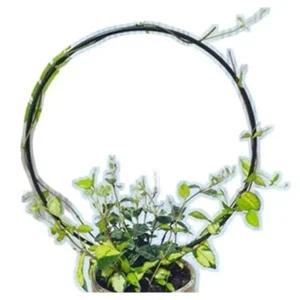 [골드스마일]식물지지대 초록공간 원형 식물 지지대 2p 넝쿨 화분 철제 지주대