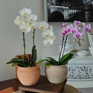 [골드스마일]토분 화분 가로줄항아리 선인장토분 수입토 특이한화분 선인장화분