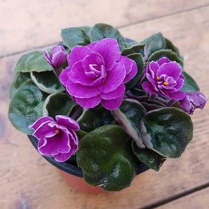 미니 바이올렛 야생화 실내식물 꽃 연중개화