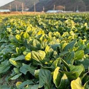 [우체국쇼핑]다온팜 해풍맞은 남해 시금치 보물초 남해초 1kg