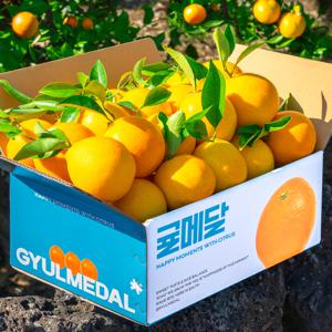 특품 14brix 황금향 대과 2kg 3kg 5kg