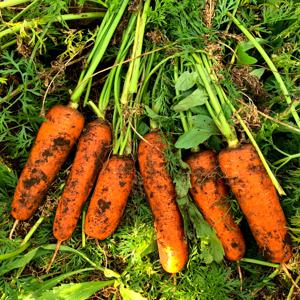 [25년 첫출하!] 아삭 달큰! 맛있는 국내산 제주 구좌당근 3kg (중)