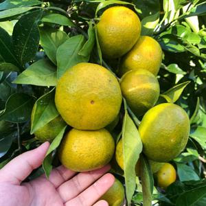 제주감귤 밀감 제주 노지 조생 귤 감귤 / 극조생 노지 감귤 중대과(L~2L) 5kg (실중량 4.5kg)