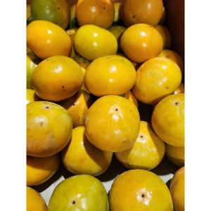 단감 경남단감 가정용 혼합과 (박스포함5kg)