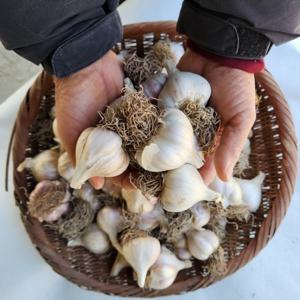 의성마늘 통마늘 육쪽 마늘 햇마늘 25년 2접4kg 국내산