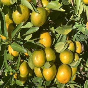 가정용 노지감귤 밀감 제주 산지직송 극조생 조생 노지감귤 5kg /30일까지 특별할인+무료배송