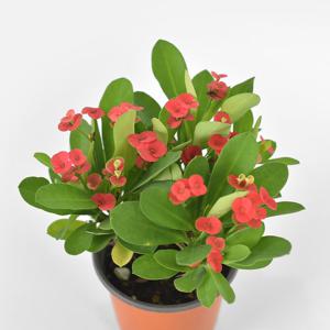 마이플랜트 꽃기린 소형 야생화 꽃모종 화단가꾸기 화초키우기 인테리어 식물