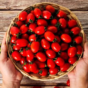 대추 방울토마토 2kg(3번) 중과