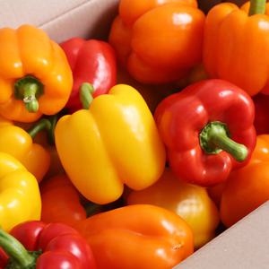 국내산 아삭아삭 달큰한 가정용 파프리카 2kg(10~16개내외)