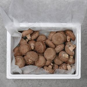 [도담] 표고버섯 프리미엄 1kg 선물세트