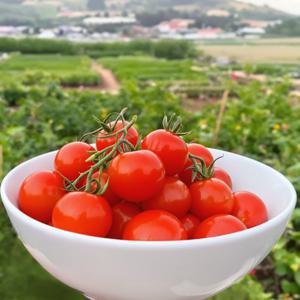 스테비아 토마토 방울토마토 망고향 500g