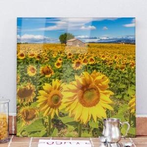 아트박스/꾸밈 ck205-아크릴액자_아크릴액자_해바라기들