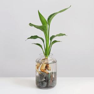 [마이플랜트]여인초 플리츠 화병 수경재배 세트