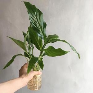 아트박스/디어먼트 수경식물 스파티필름 인테리어 화병세트 (S)