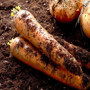 친환경 당근 상 5kg 국내산 채소 야채 흙당근 당근라페 요리 무농약