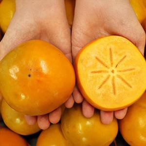 밀양 제철 부유단감 특대과 3kg