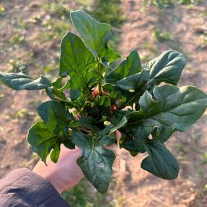 남해 해풍맞은 노지 월동 시금치 1kg 무료배송 보물초 겨울 섬초 된장국 무침 나물 건강 요리