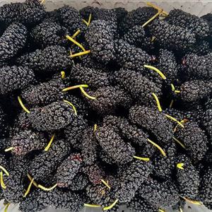 [푸드맛봄 오디] 고창 냉동 햇 오디 특품 과상 2호 10kg(벌크포장)/25년햇과