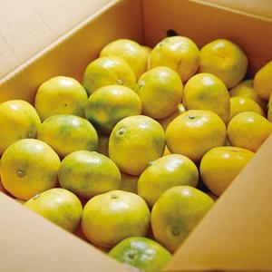 제주 타이백 감귤 2.5kg 로얄과(S-M)